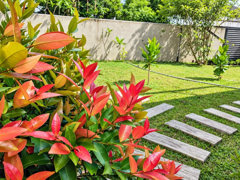 Vibrant Garden with Colourful Foliage